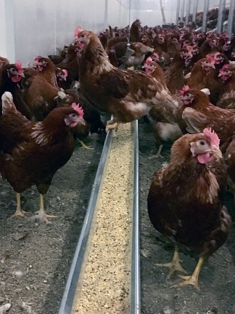 faubertfeeds_chickens