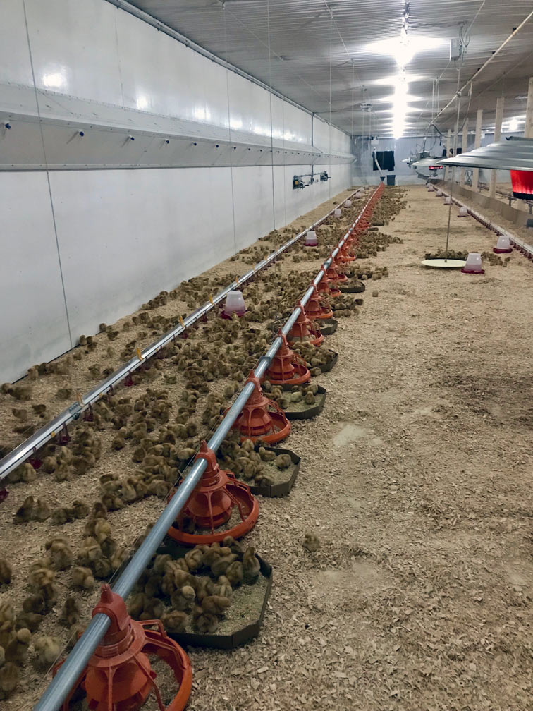 faubertfeeds_chickens2