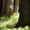 Himalayan Cedar