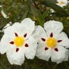 Rock Rose (Cistus)
