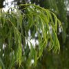 Eucalpytus Smithii