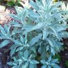 Sage