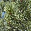 Pinon Pine
