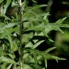 Owyhee plant
