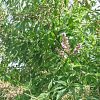 Vitex