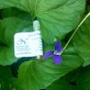 Violet Leaf