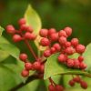 Xanthoxylum