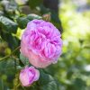 Rose Maroc