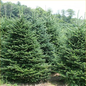 Conifer